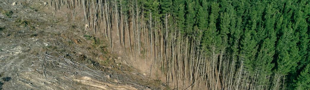 Entwaldungsverordnung